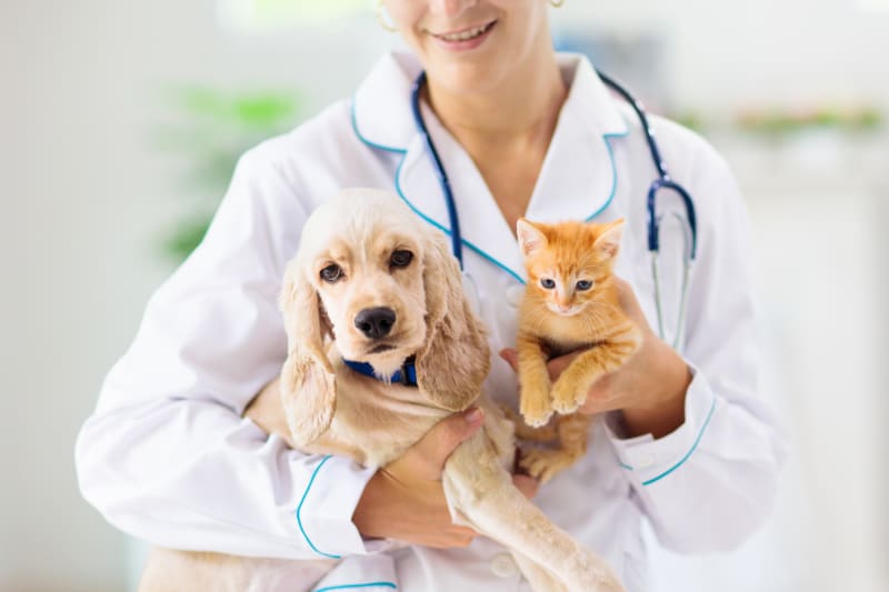 Transforming Veterinary Care