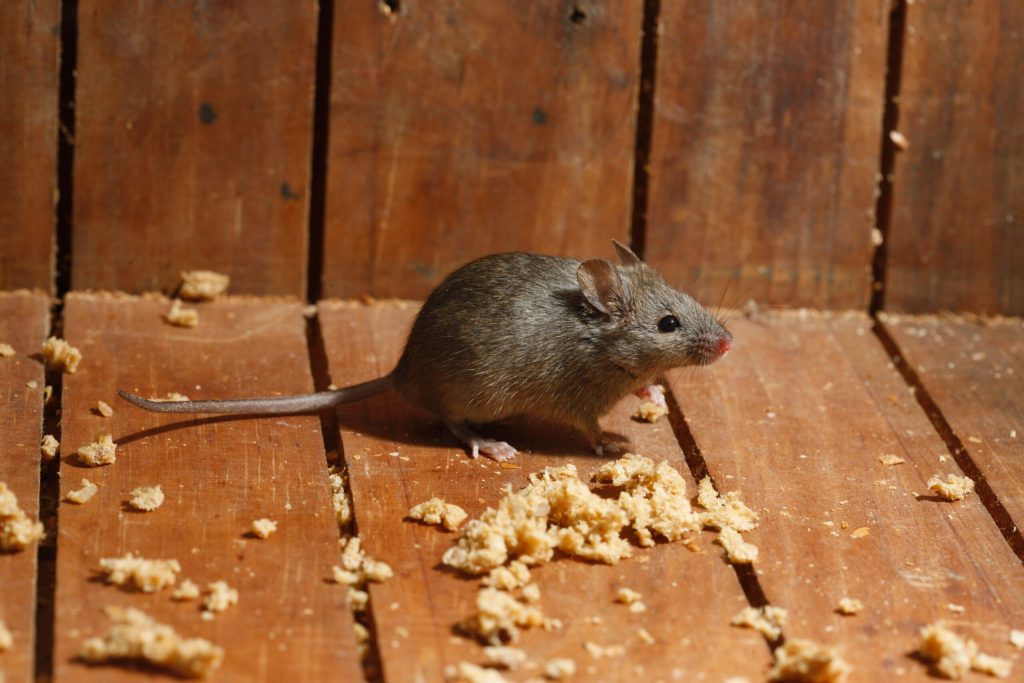 Extreme Elimination of Rats: Practical Strategies for Rodent Control