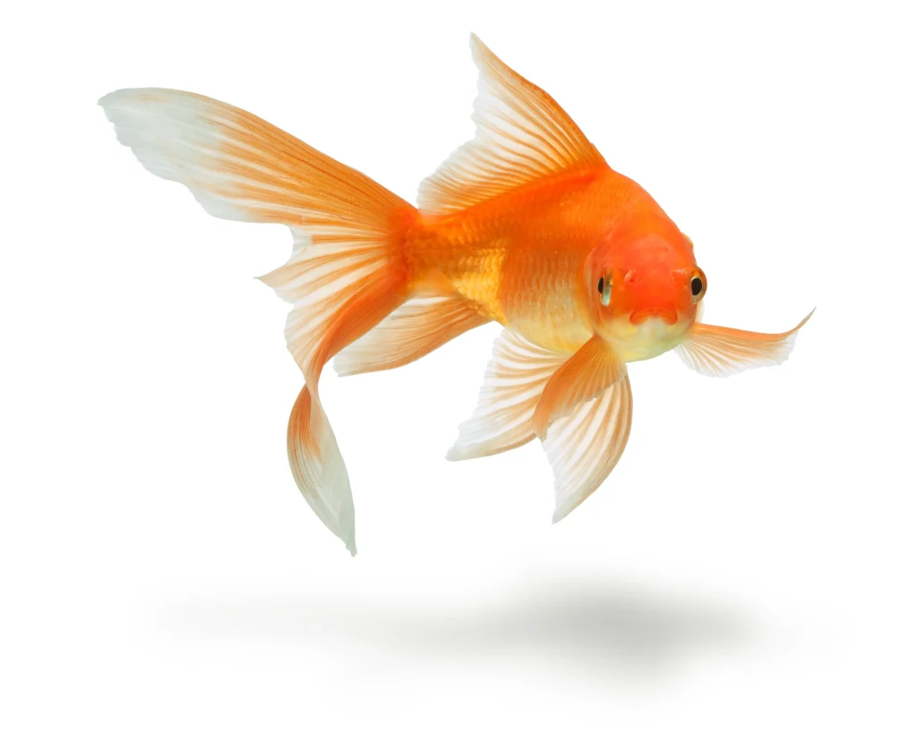 ranchu goldfish for sale