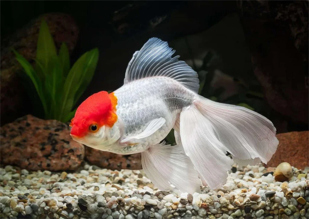 fancy goldfish