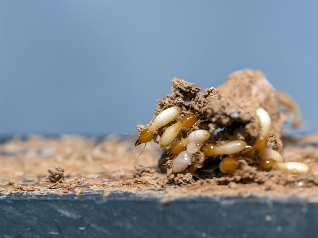 best pest control near me